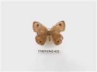 藏品(密紋波眼蝶)的圖片